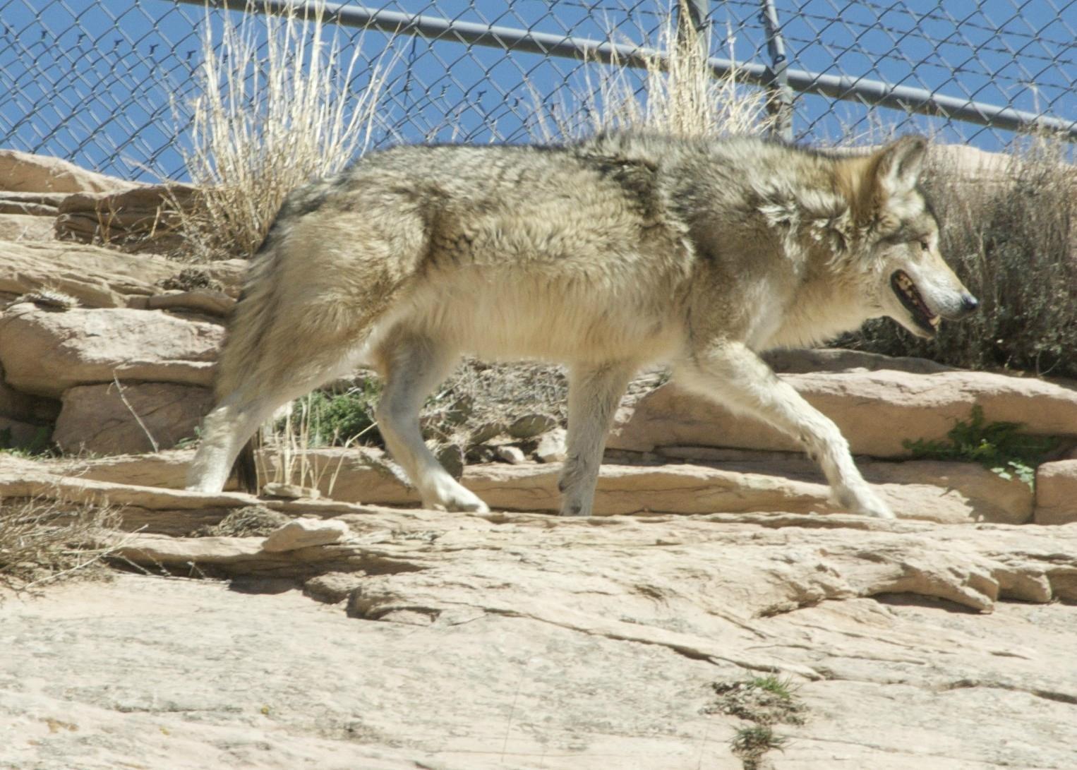 Navajo Nation Zoo & Botanical Park