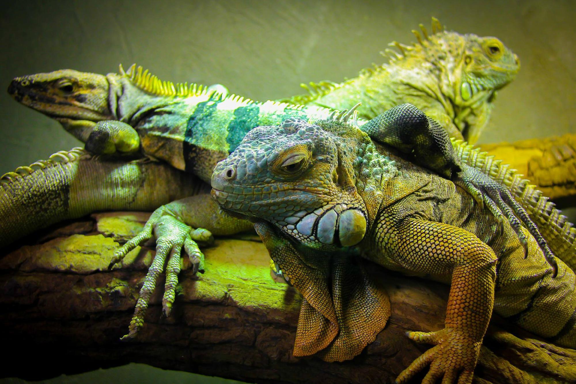 Reptilia Zoo and Education Centre Vaughan