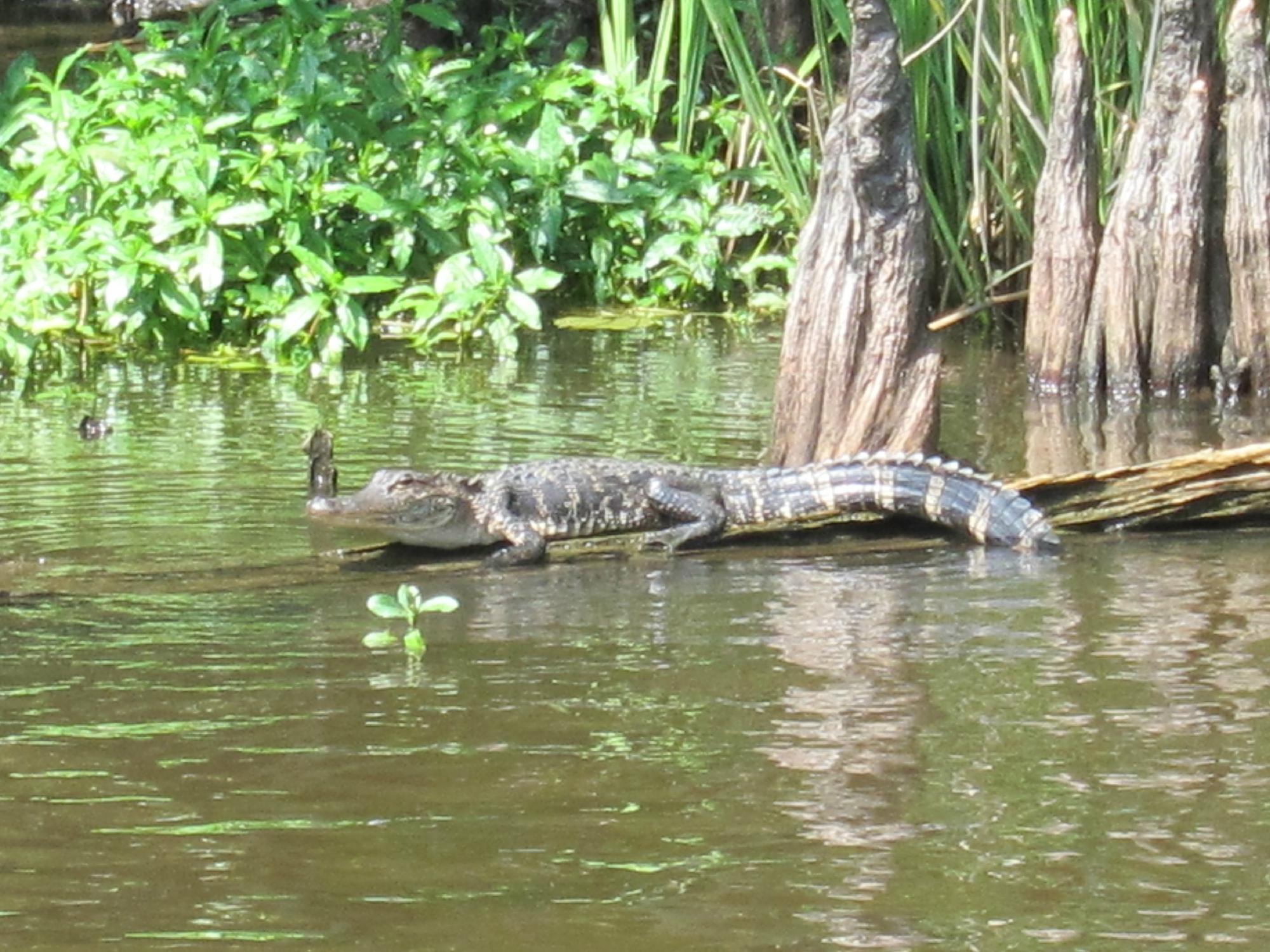 Torres Cajun Swamp Tours