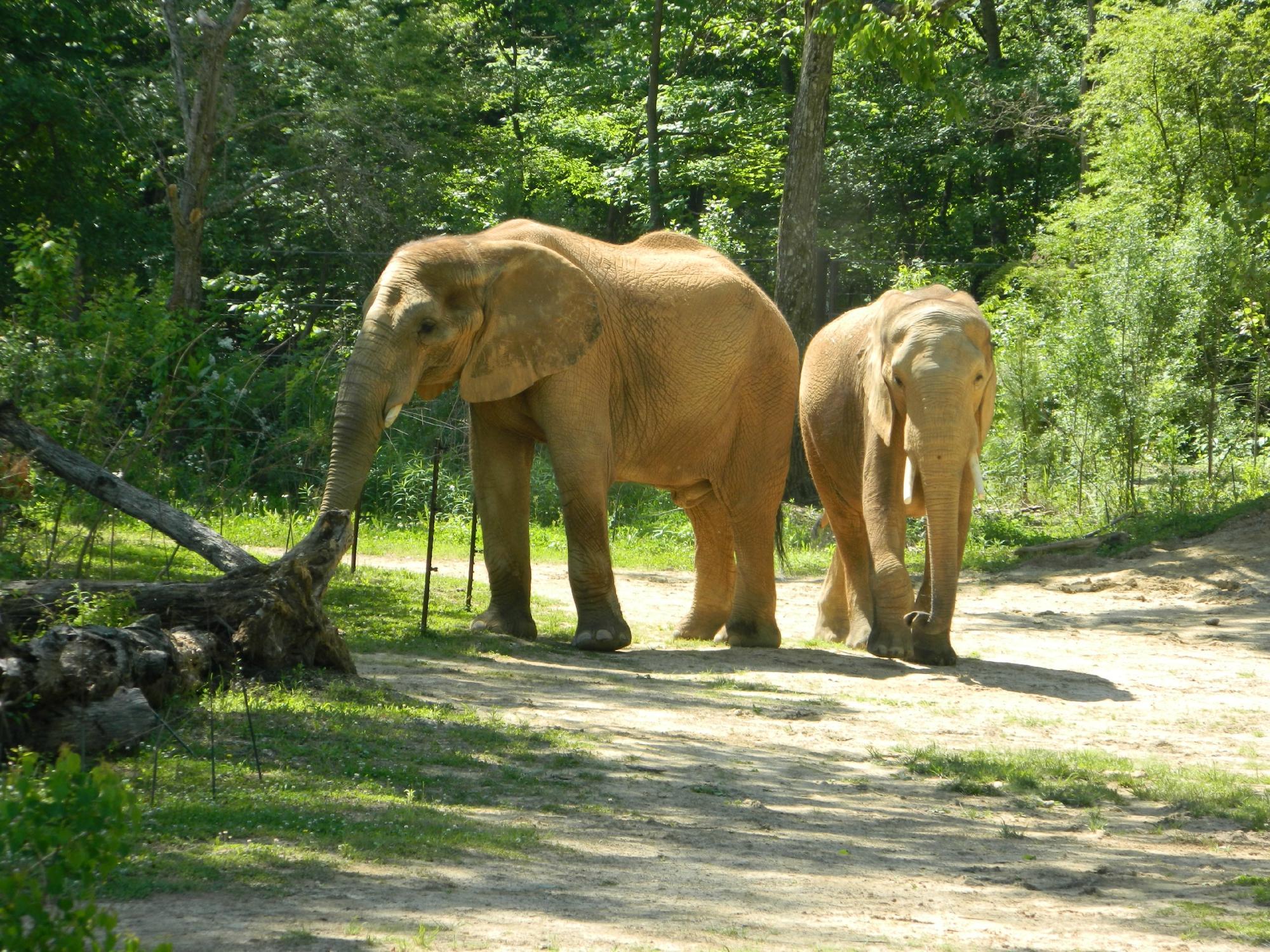 Birmingham Zoo