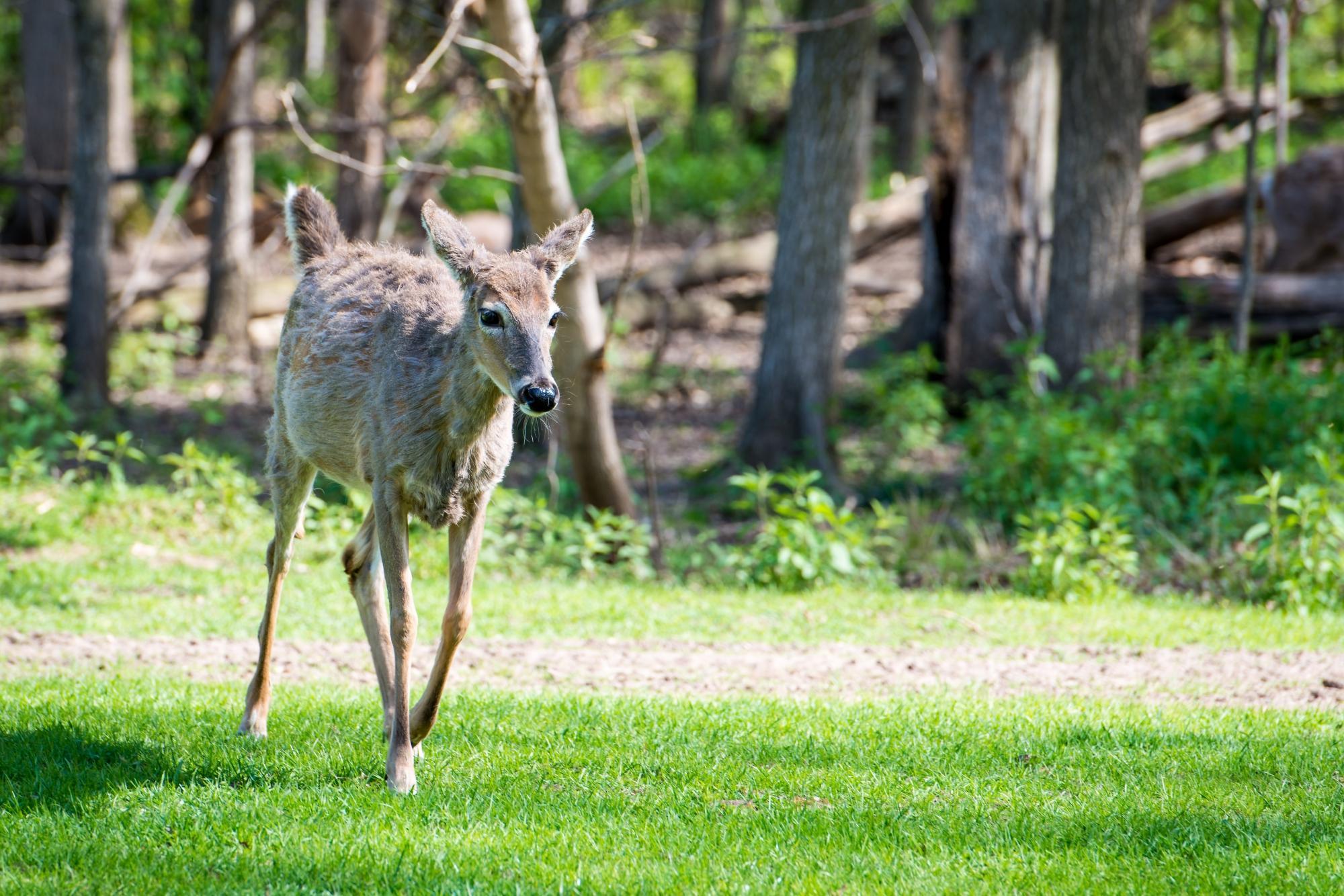 FAWN DOE ROSA