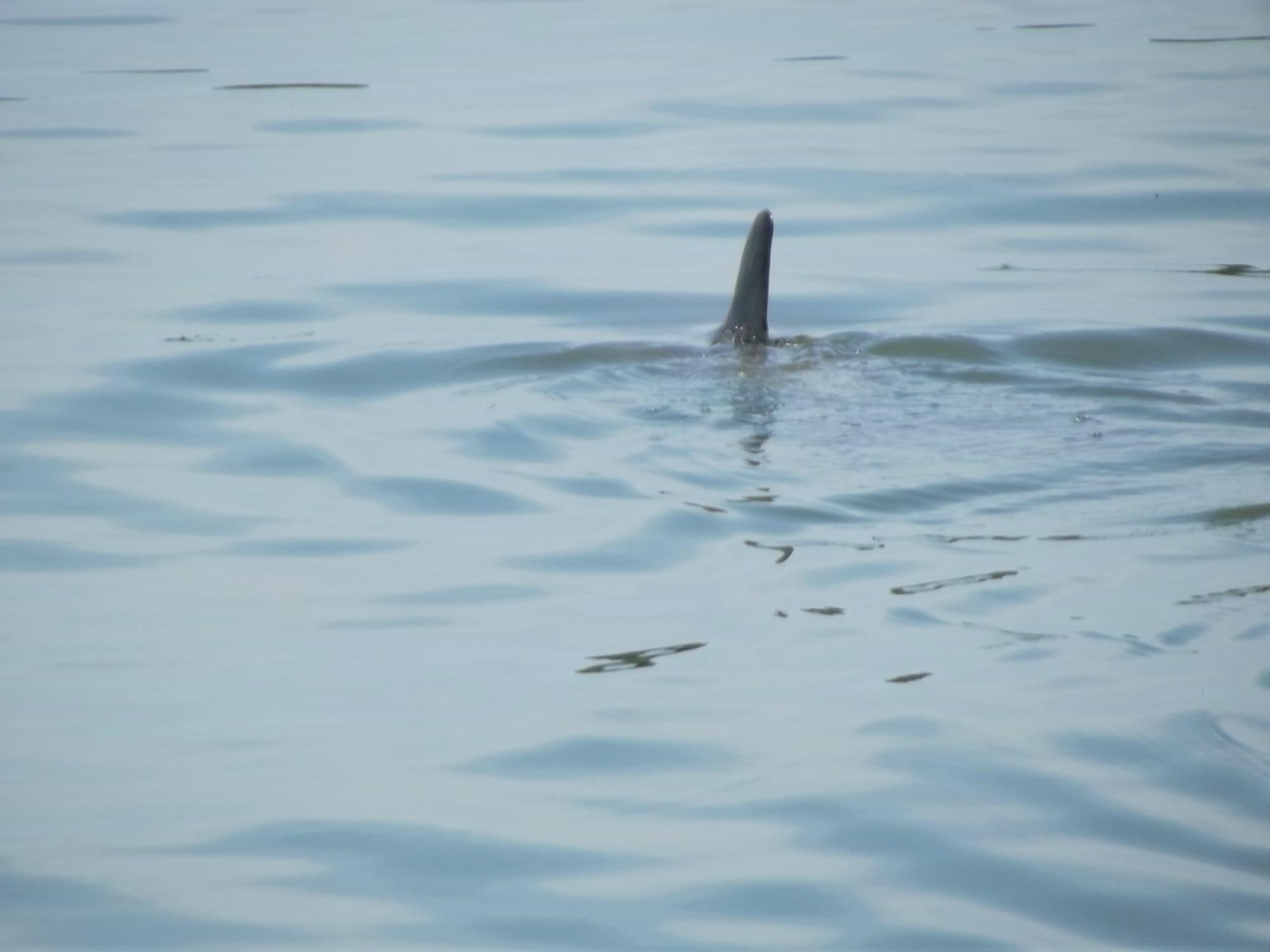 Beaufort River Tours