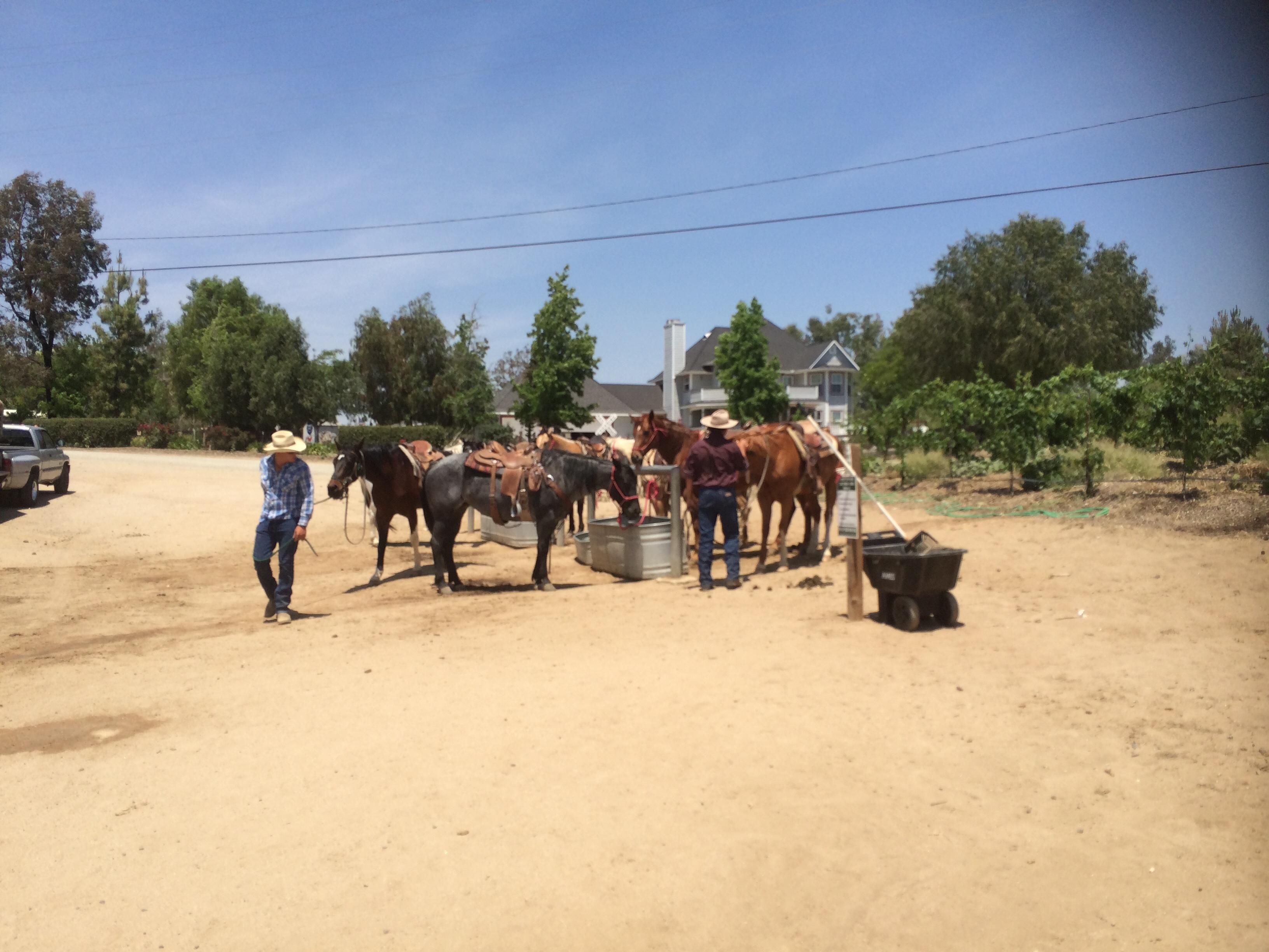 Temecula Wine Country Horseback Riding