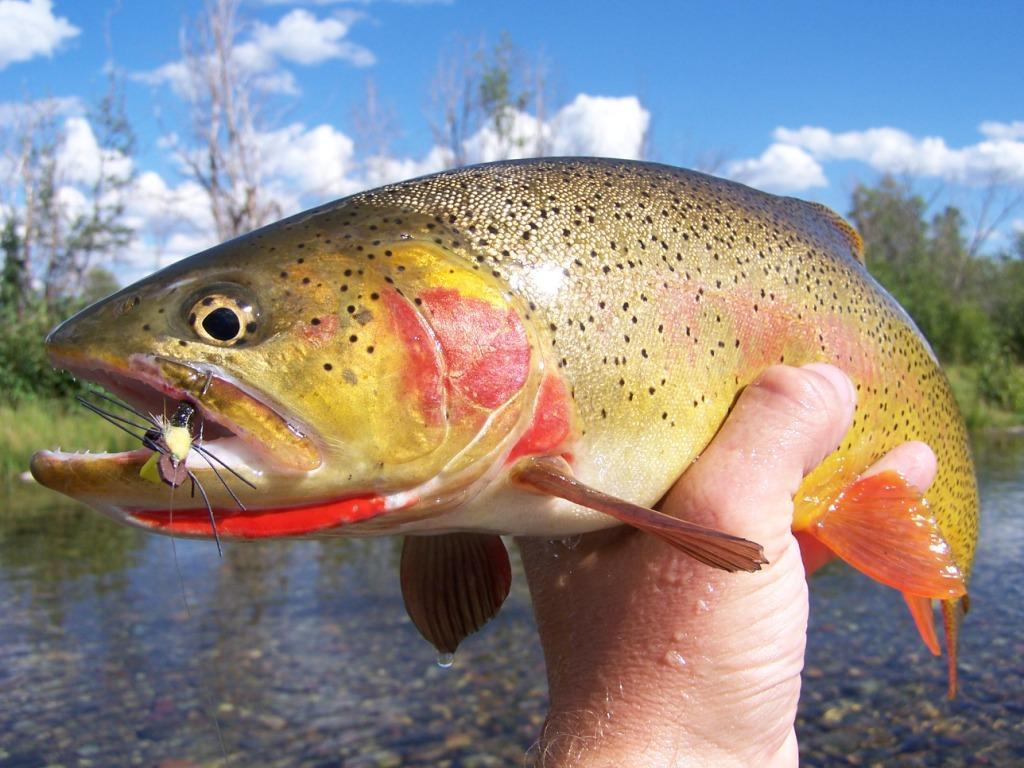 Fish The Fly Guide Service & Travel