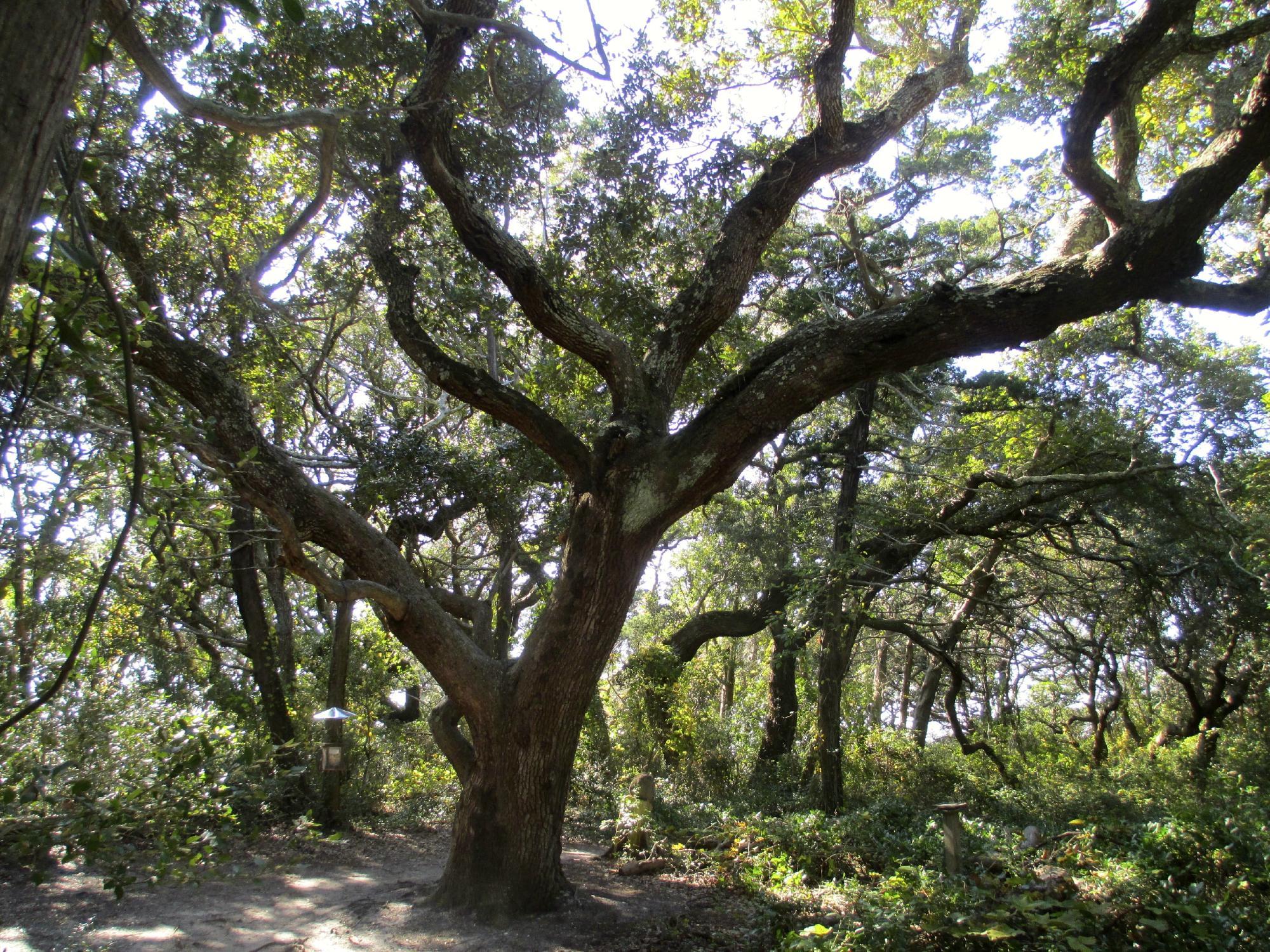 Springer's Point Preserve