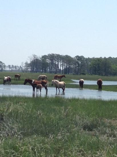 Chincoteague Island Adventures