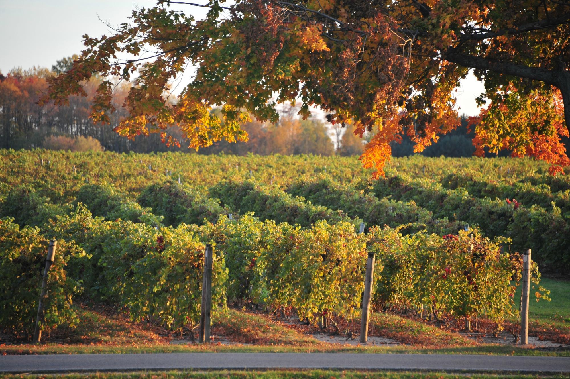 Fenn Valley Vineyards