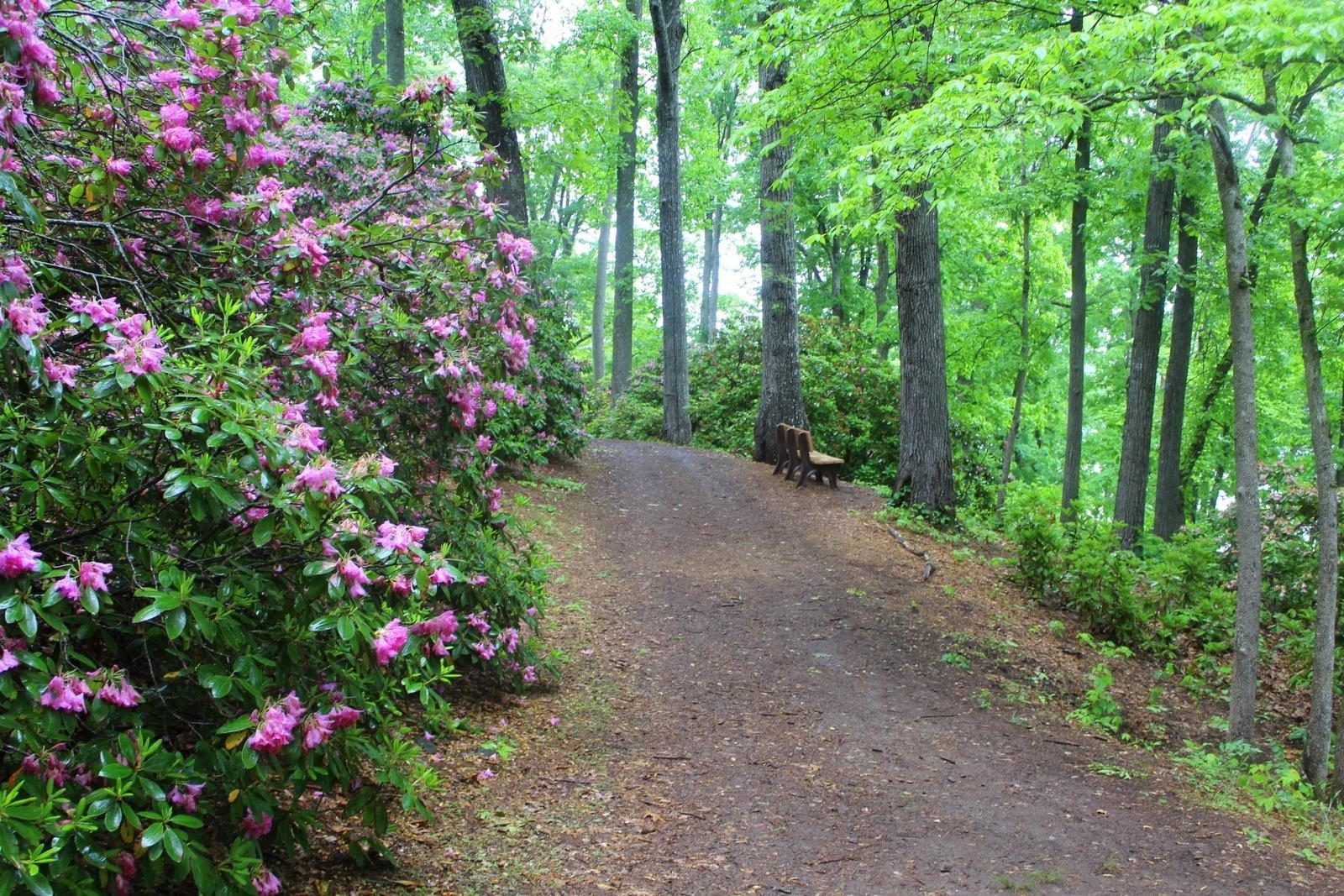 Hamilton Rhododendron Gardens