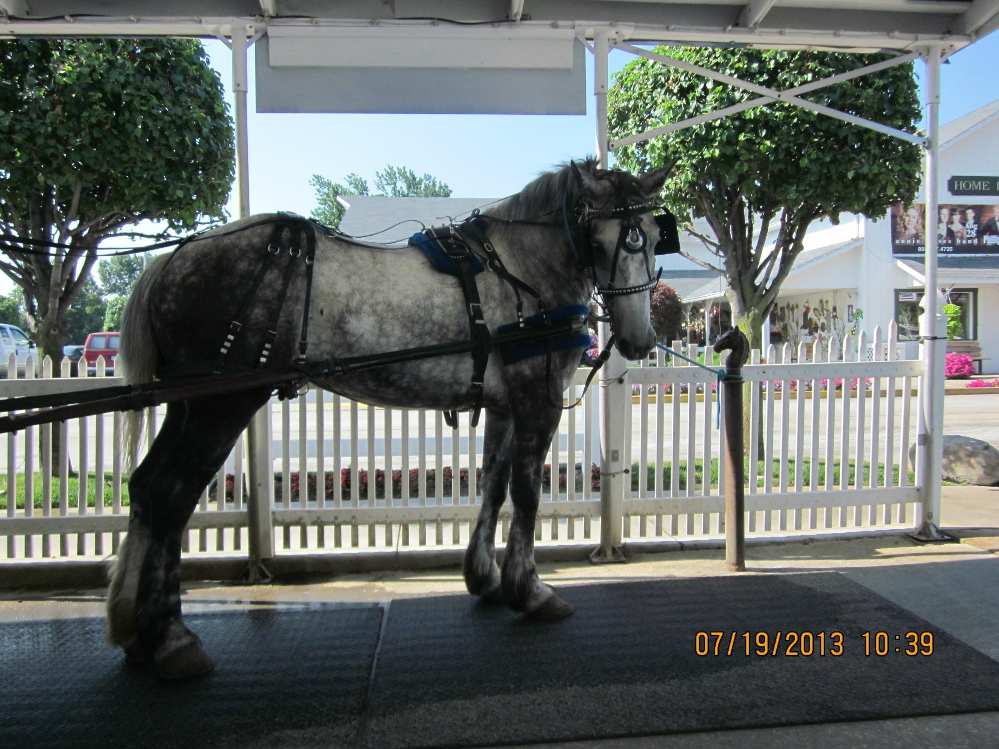 Buggy Lane Tours