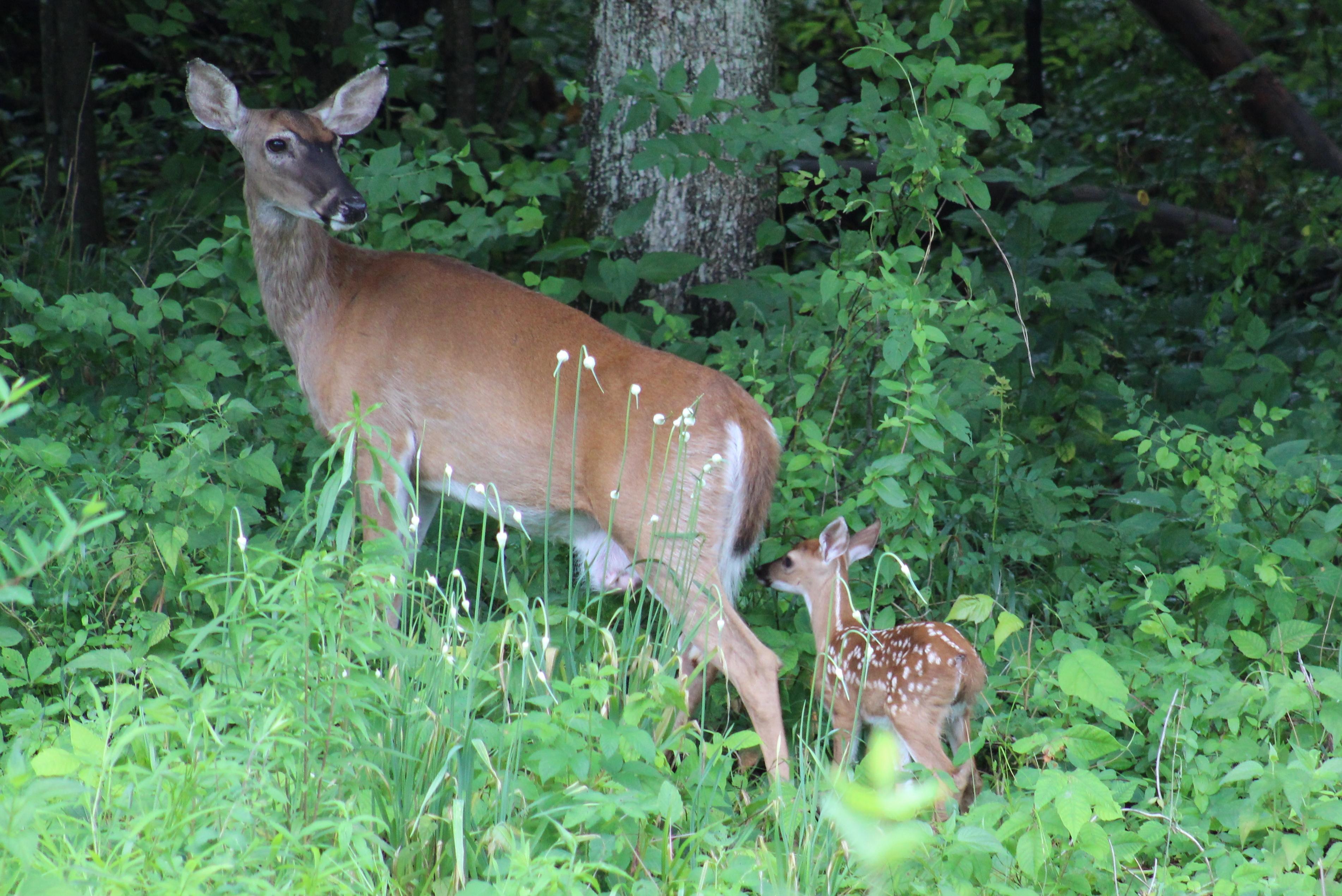 Crab Orchard National Wildlife Refuge