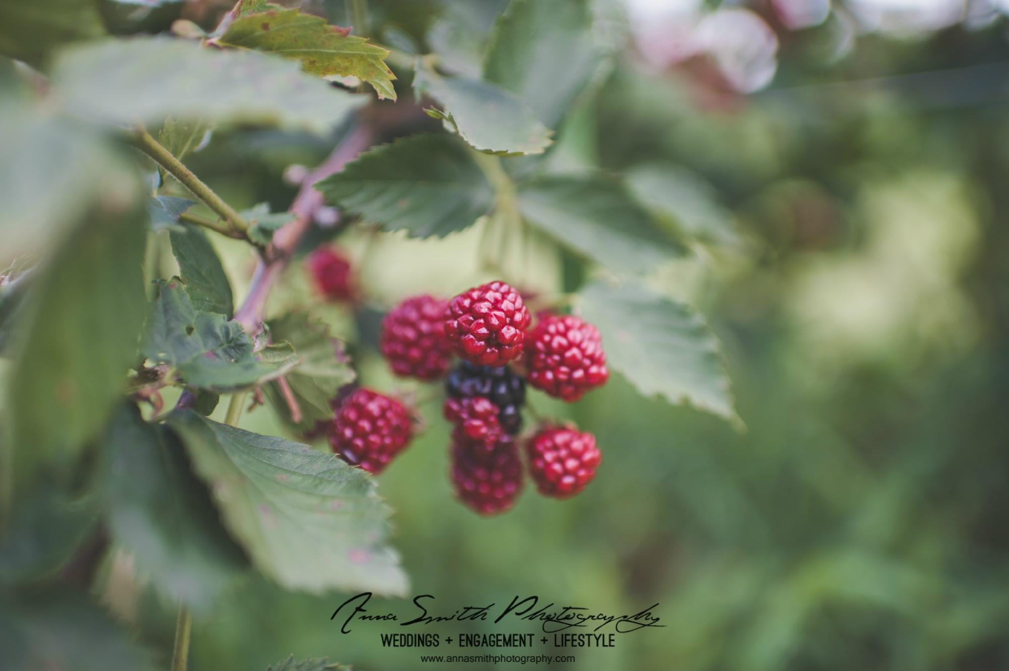 Blueberry Hill Farms