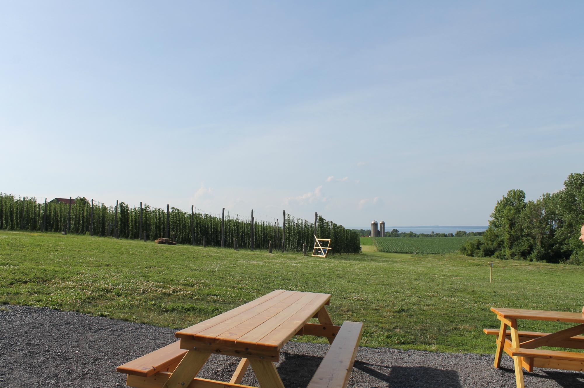 Climbing Bines Hop Farm