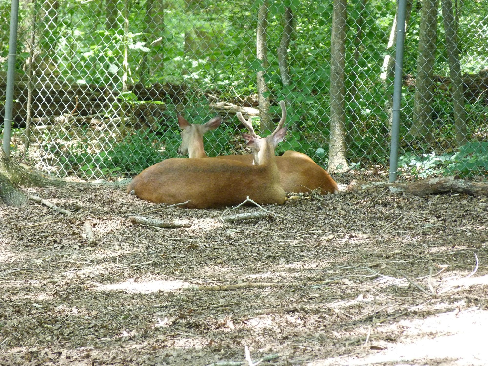 Bear Hollow Zoo