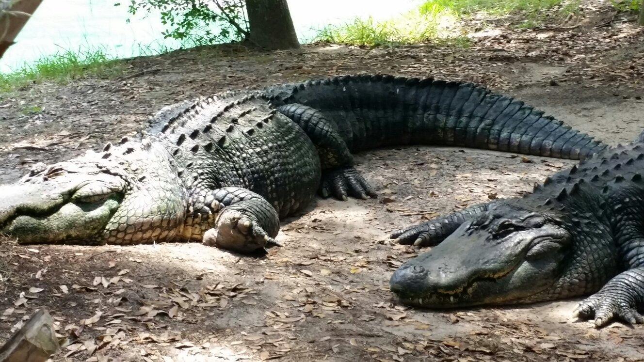 Edisto Island Serpentarium