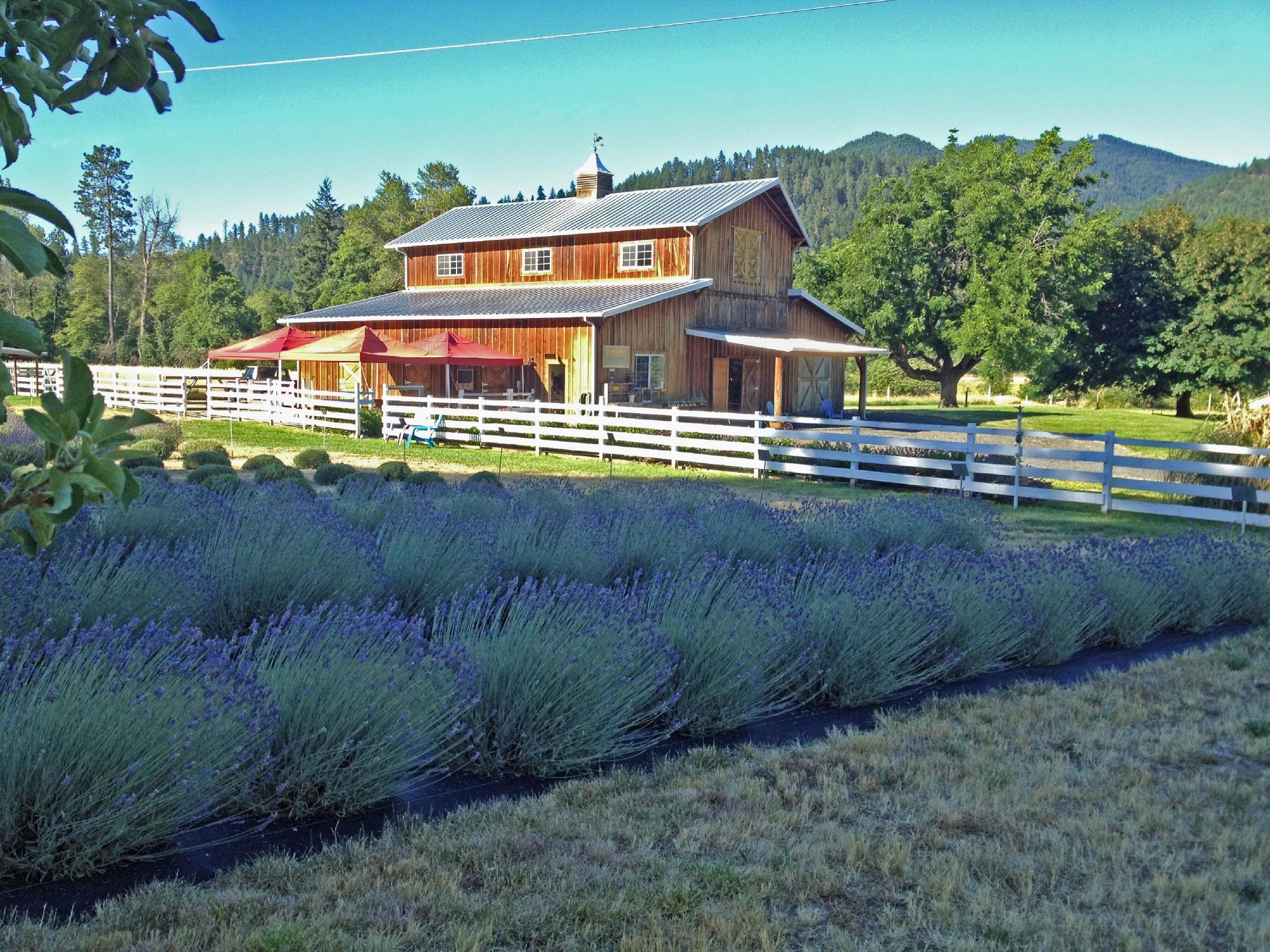 Applegate River Lavender