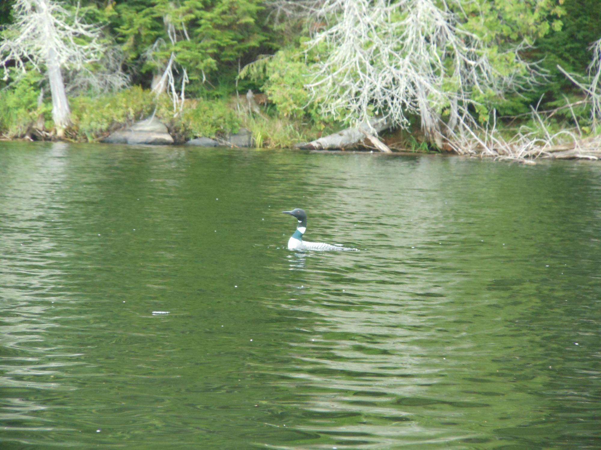 Reserve faunique de Papineau-Labelle