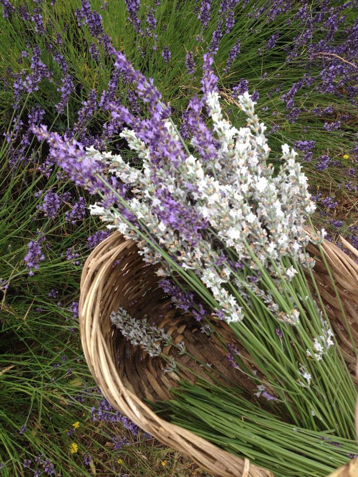 Mountainside Lavender Farm