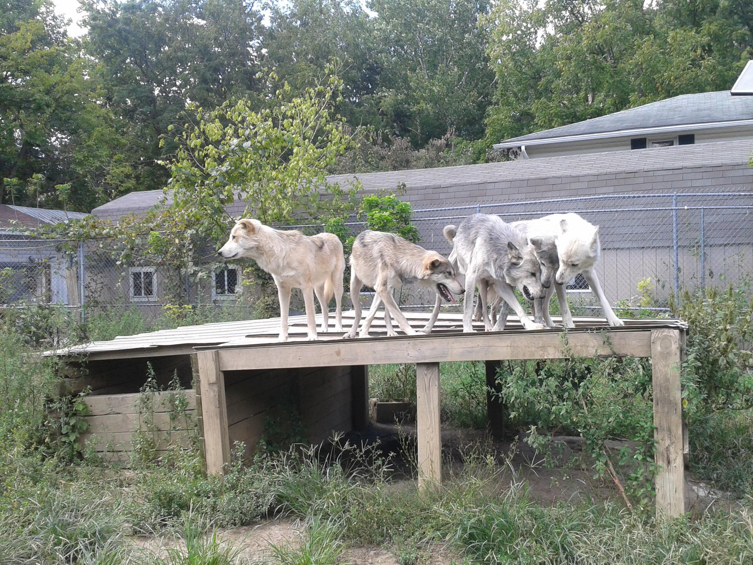 Wolf Creek Habitat