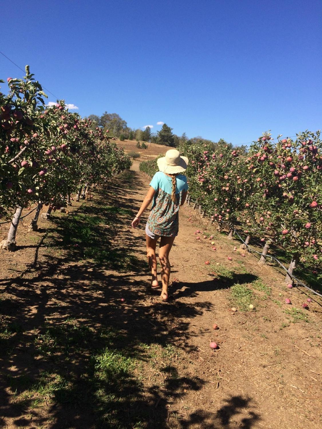 Volcan Valley Apple Farm