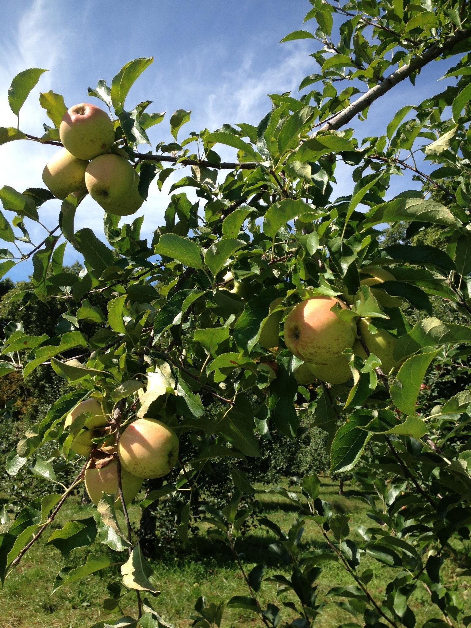 March Farms