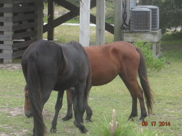 Back Beach Wild Horse Tours