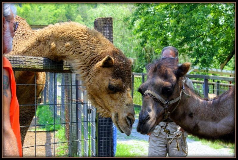 Smoky Mountain Deer Farm and Exotic Petting Zoo