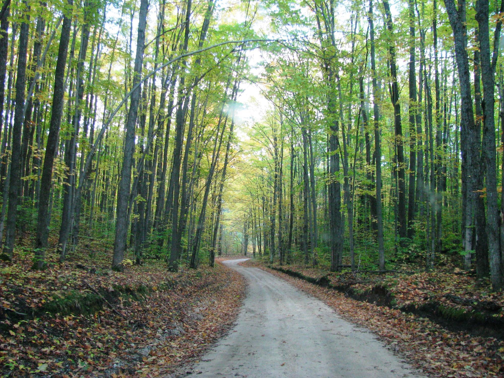 Hartwick Pines State Park