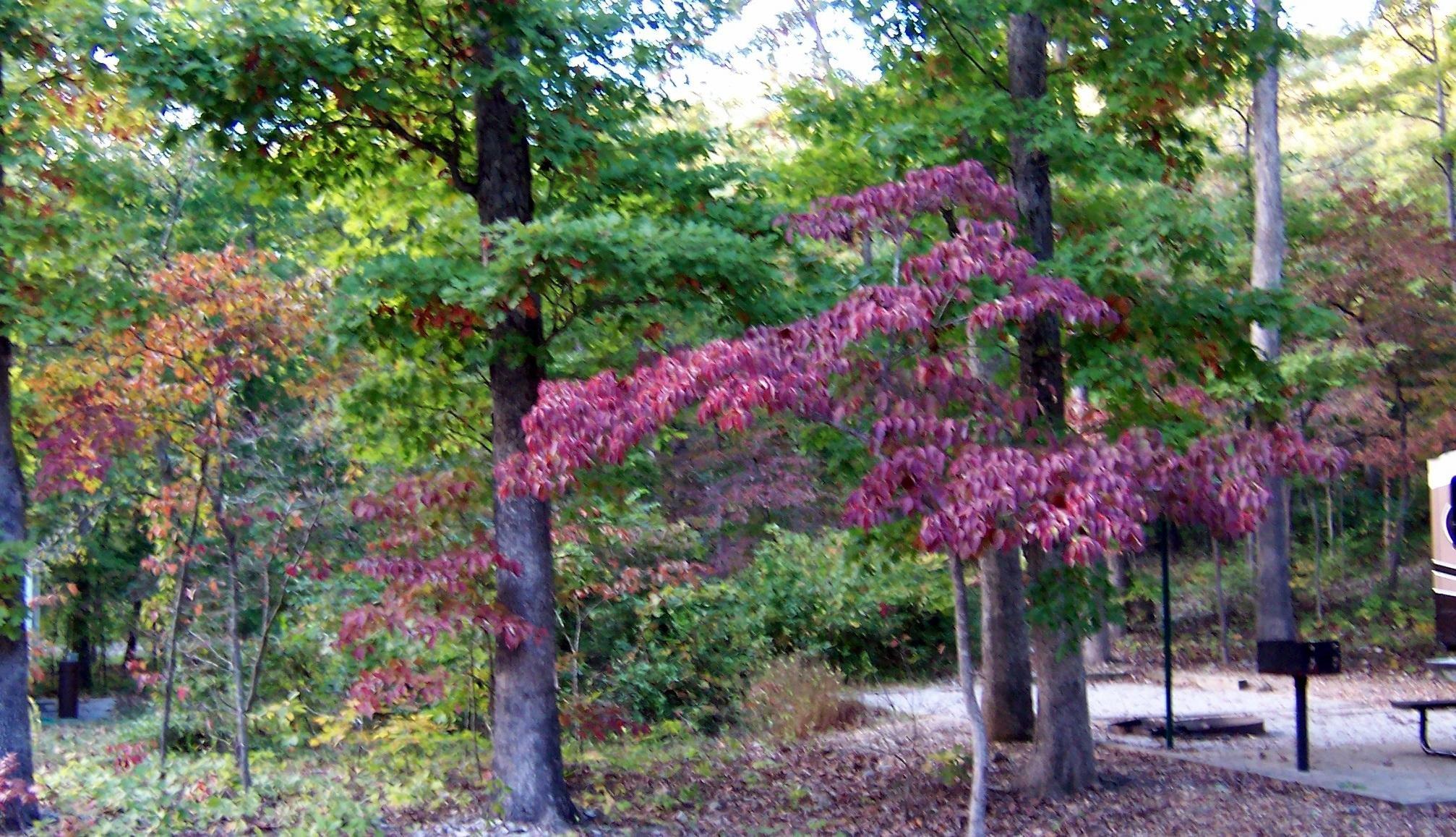 Withrow Springs State Park