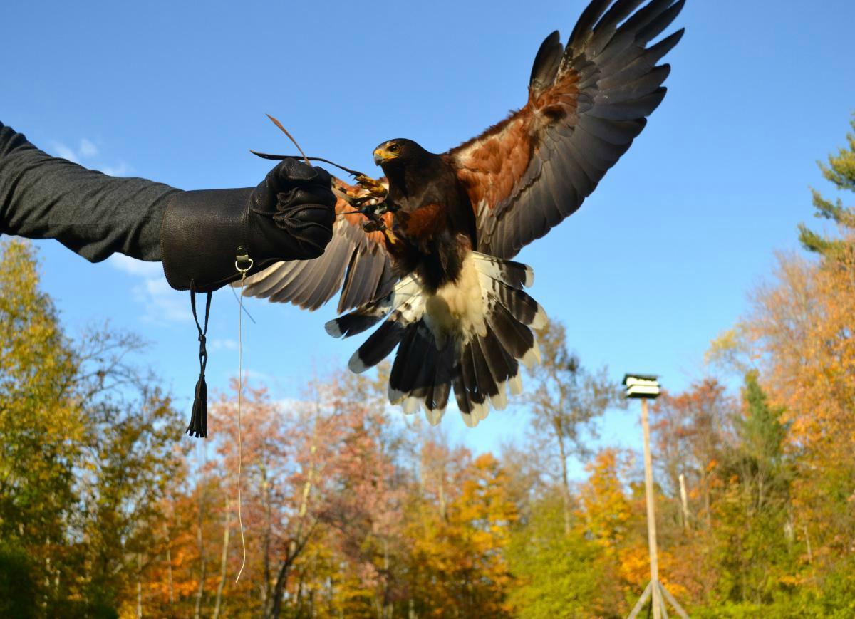 Green Mountain Falconry School