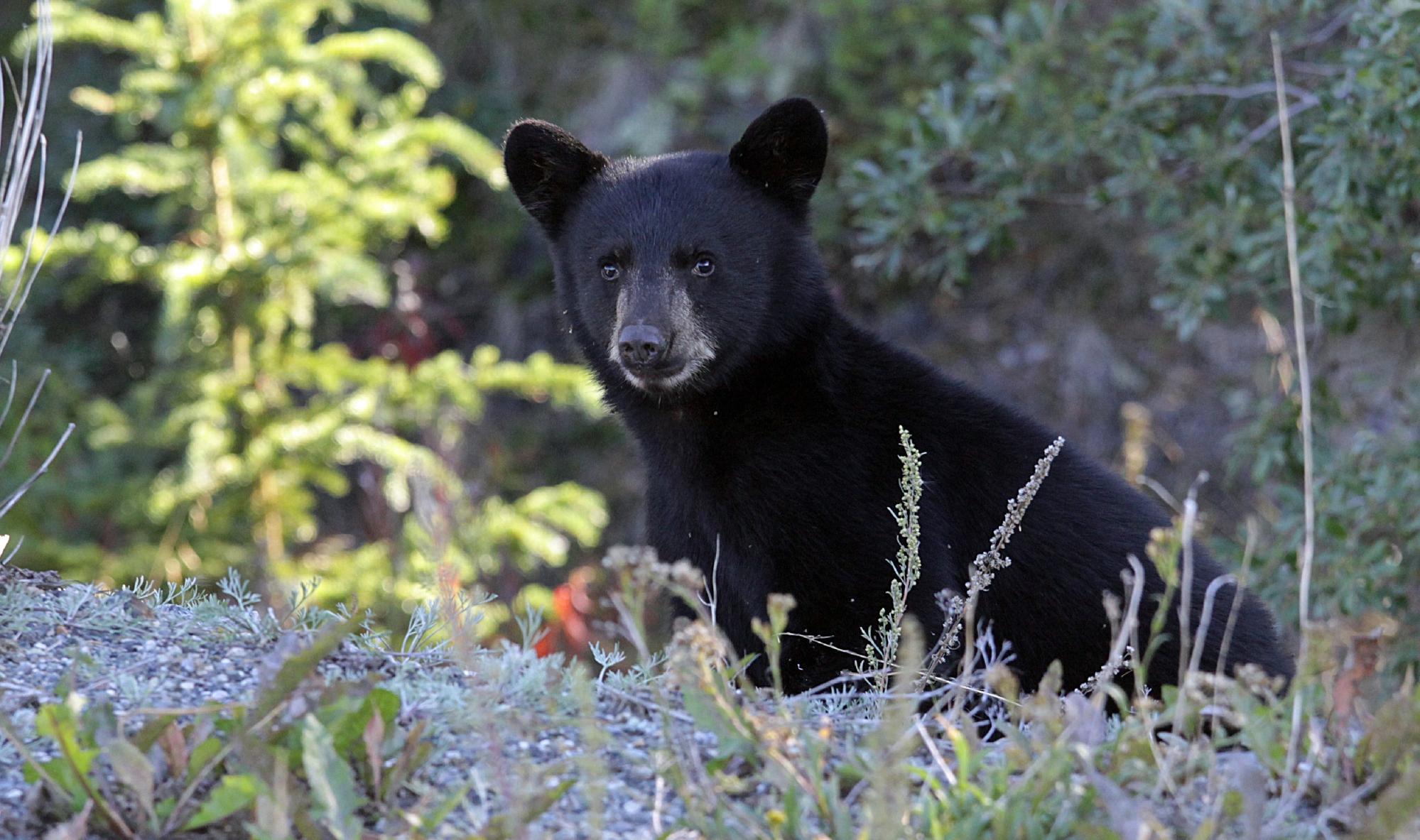 Alaska Travel Adventures