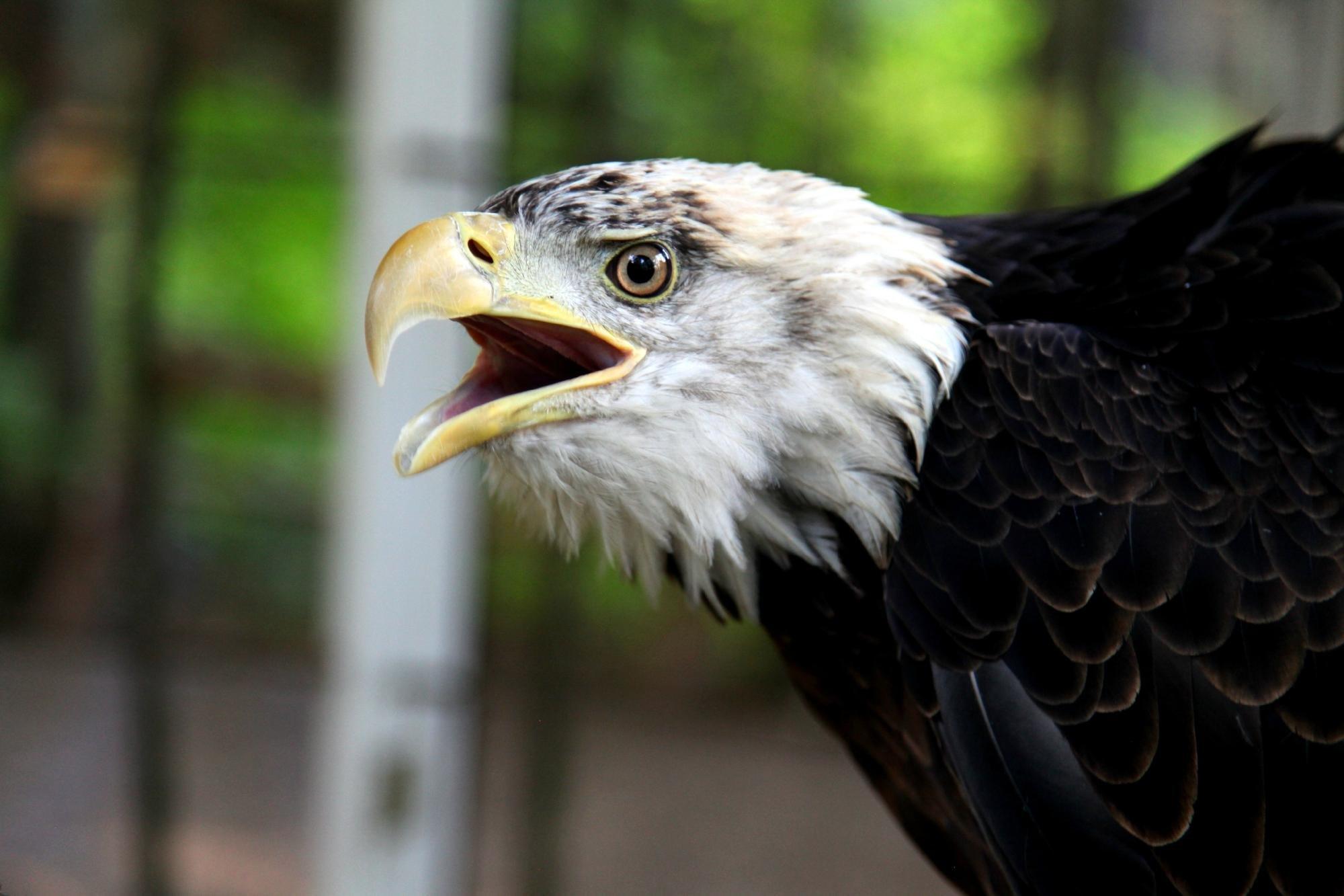 Northwoods Wildlife Center