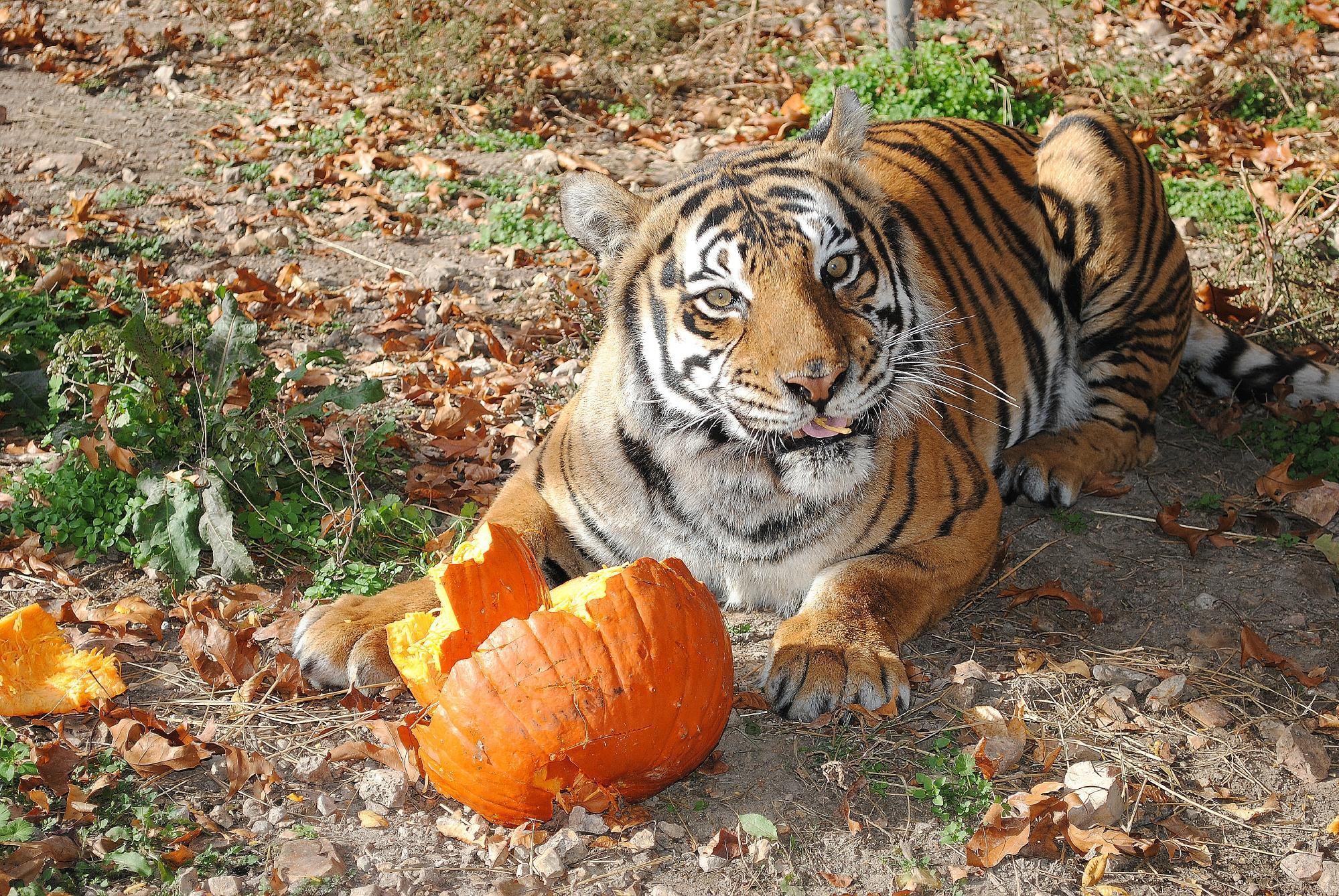 National Tiger Sanctuary