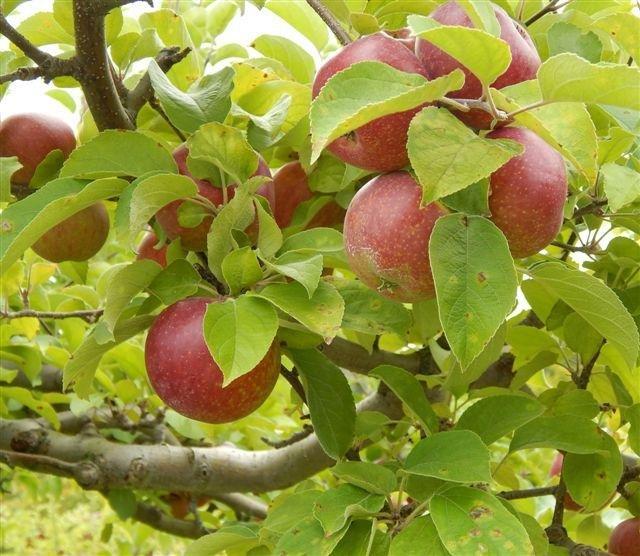 Cardigan Mountain Orchard