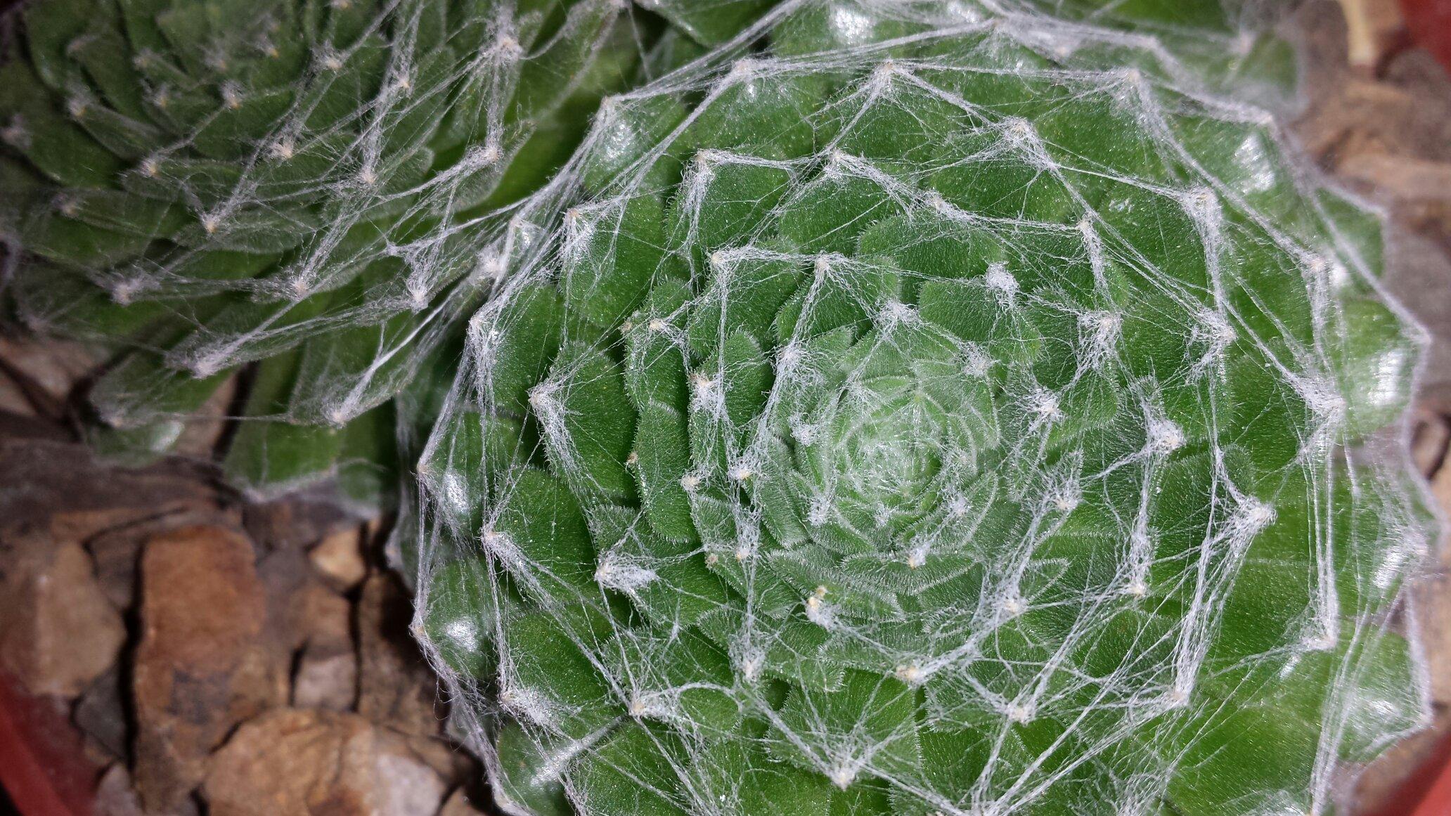 B & B Cactus Farm