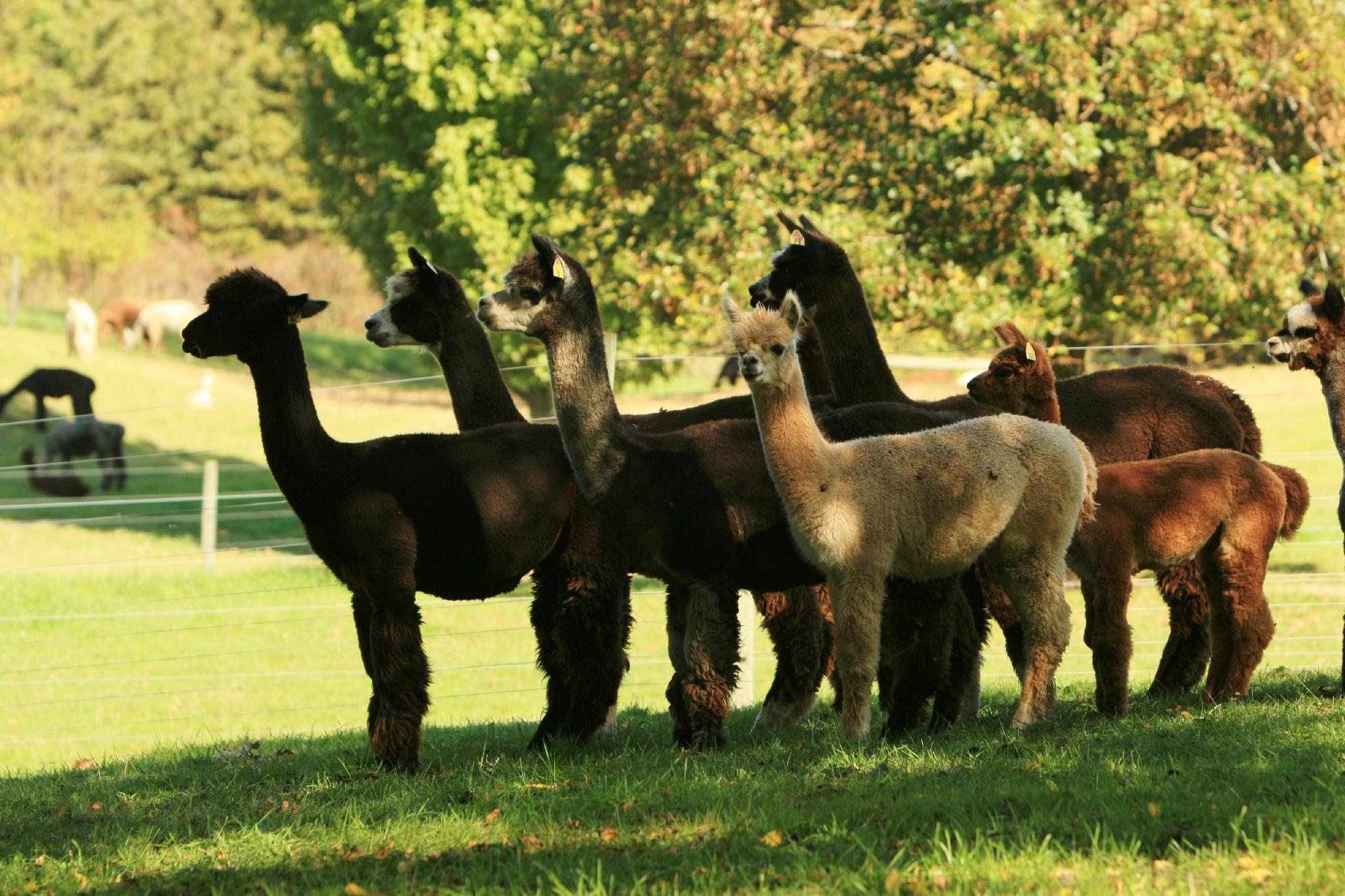 Lazy Acre Alpacas