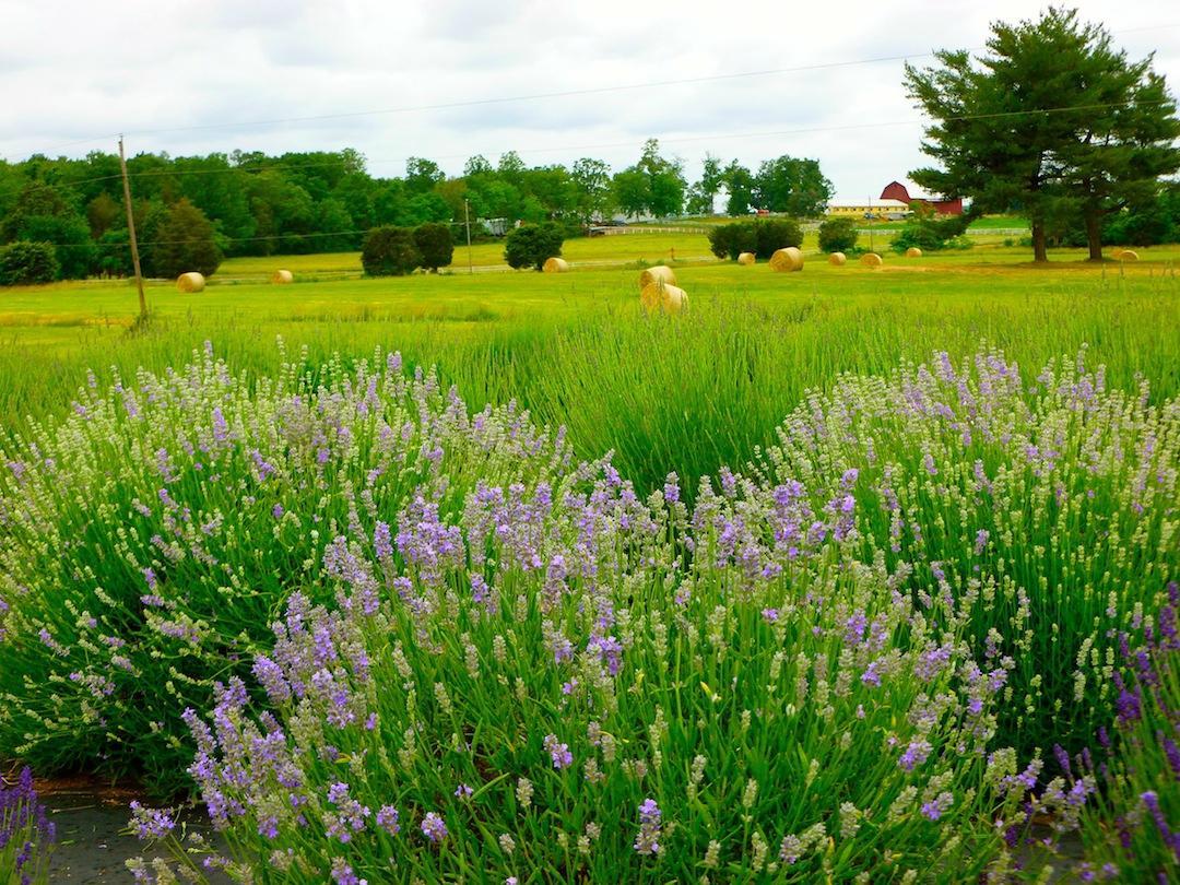 Seven Oaks Lavender Farm