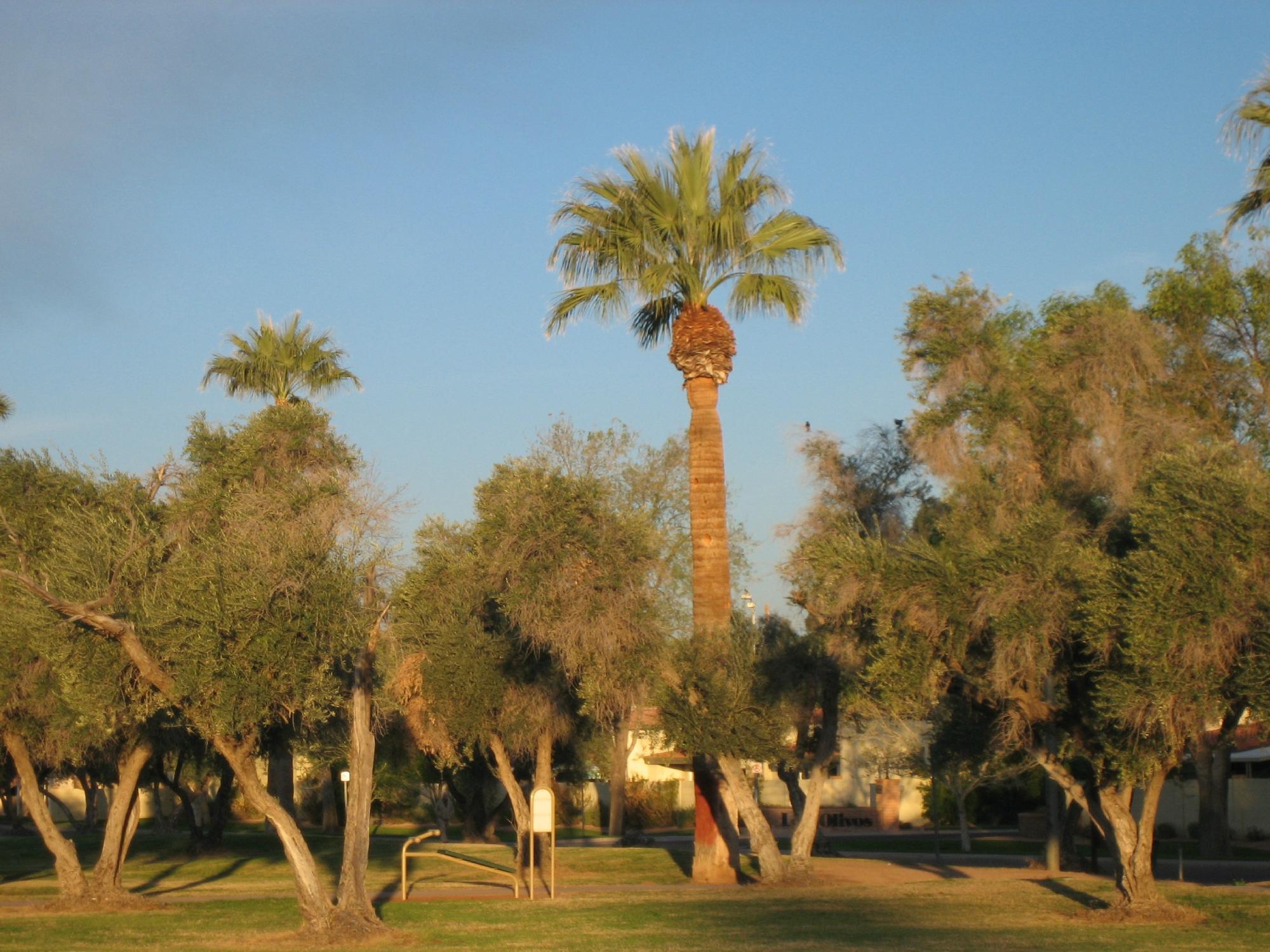 Los Olivos Park