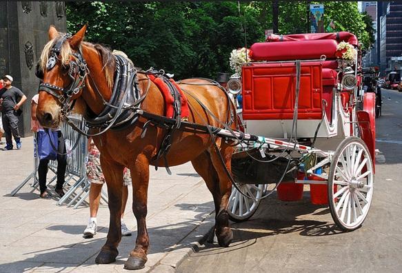 Central Park Horse Tours