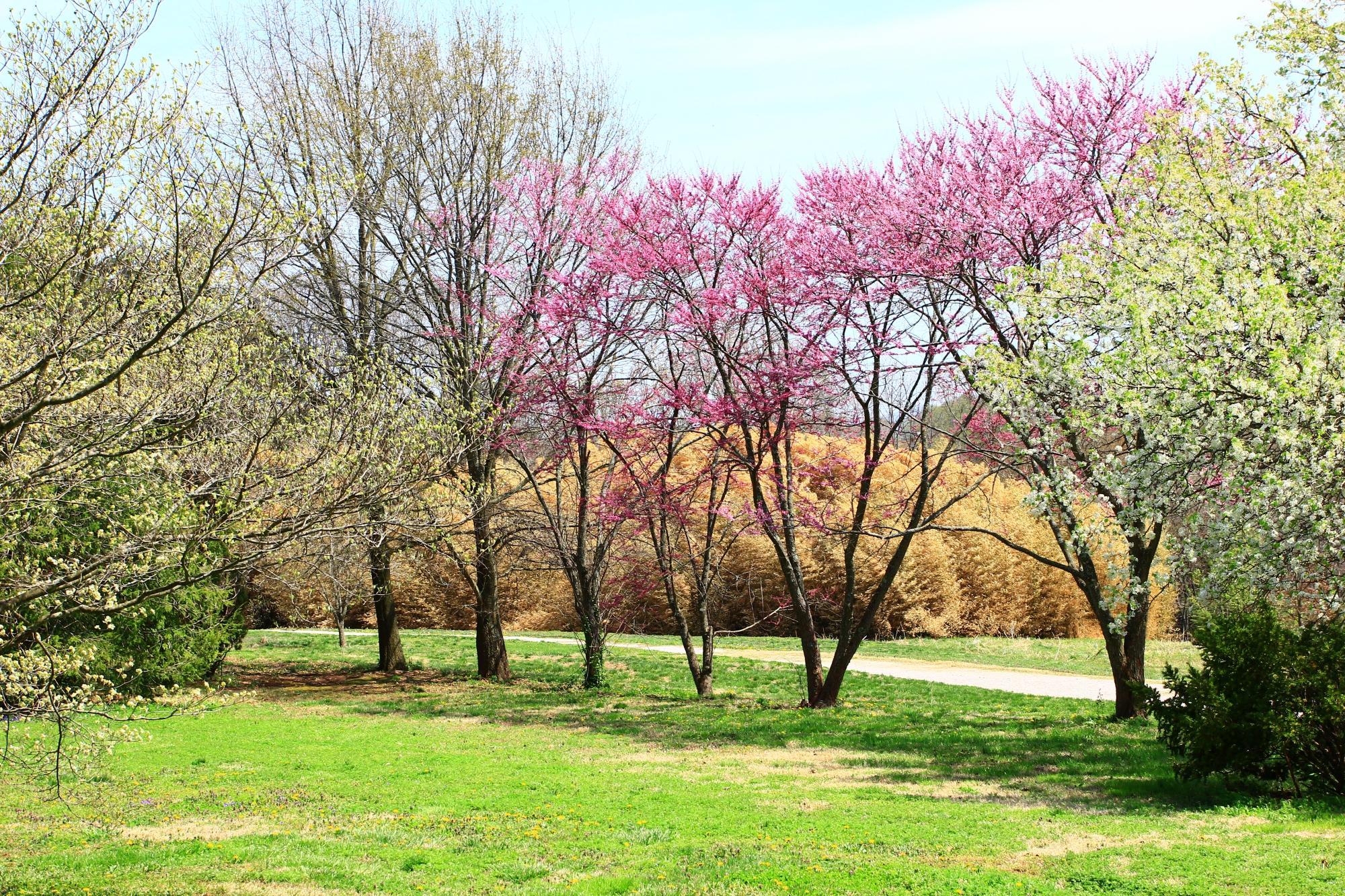 Knoxville Botanical Garden