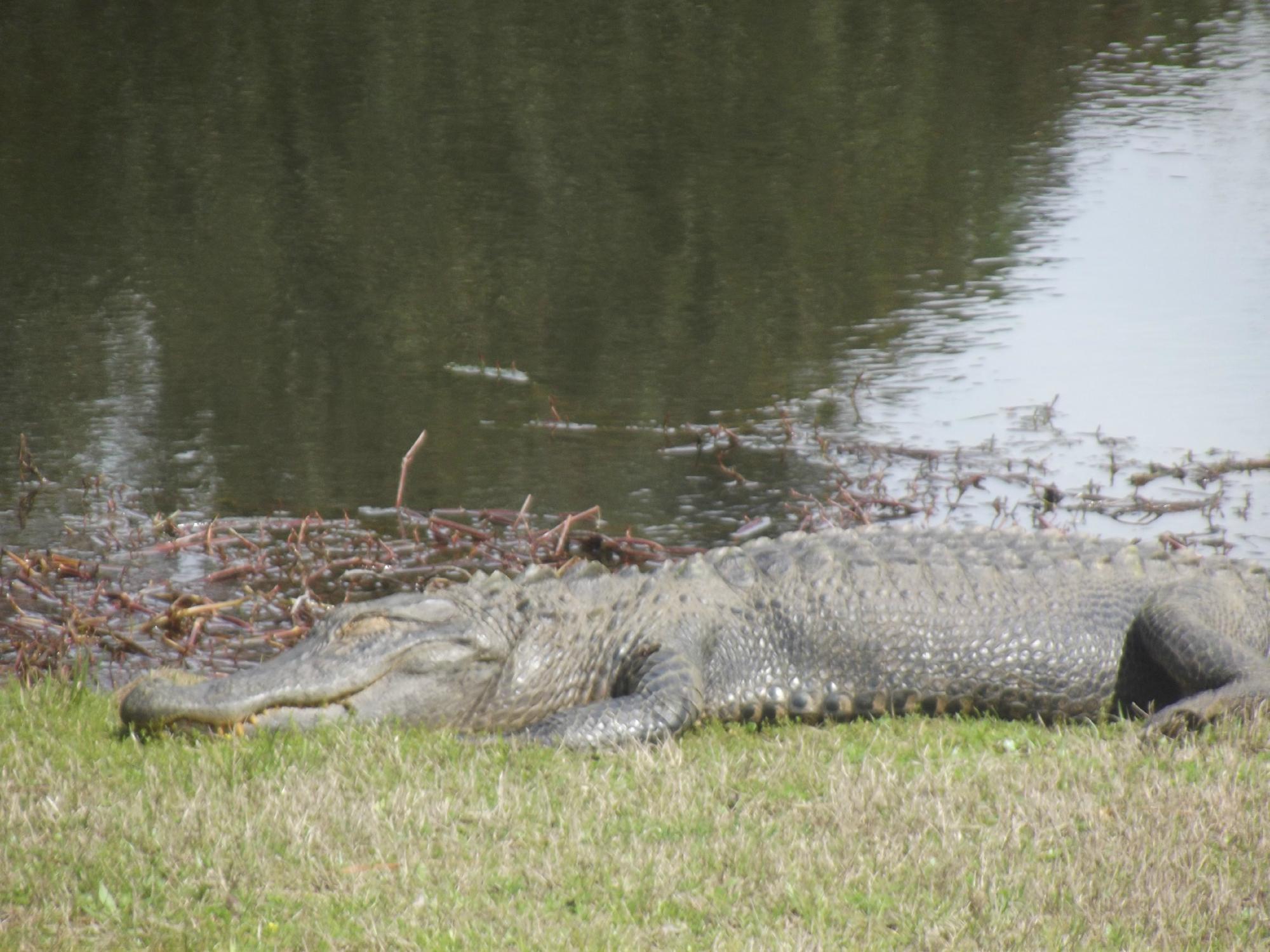 Indigo Creek Golf Club