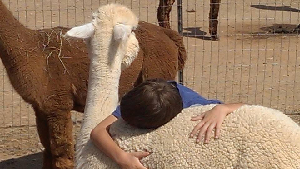 Humming Desert Alpacas