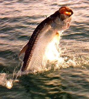 Capt. Terry Pitz - Fishing Southwest Florida