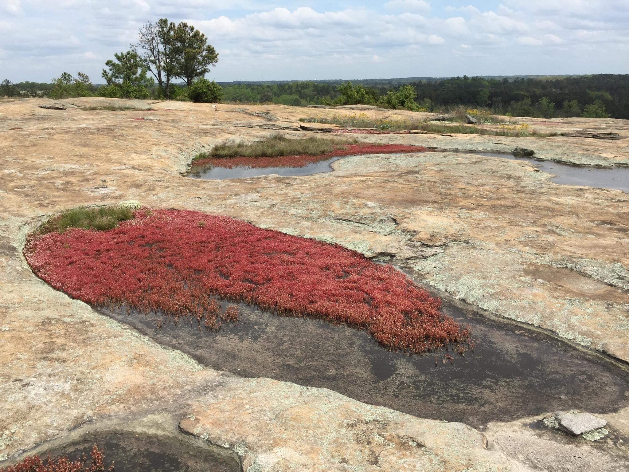 Arabia Mountain Trail