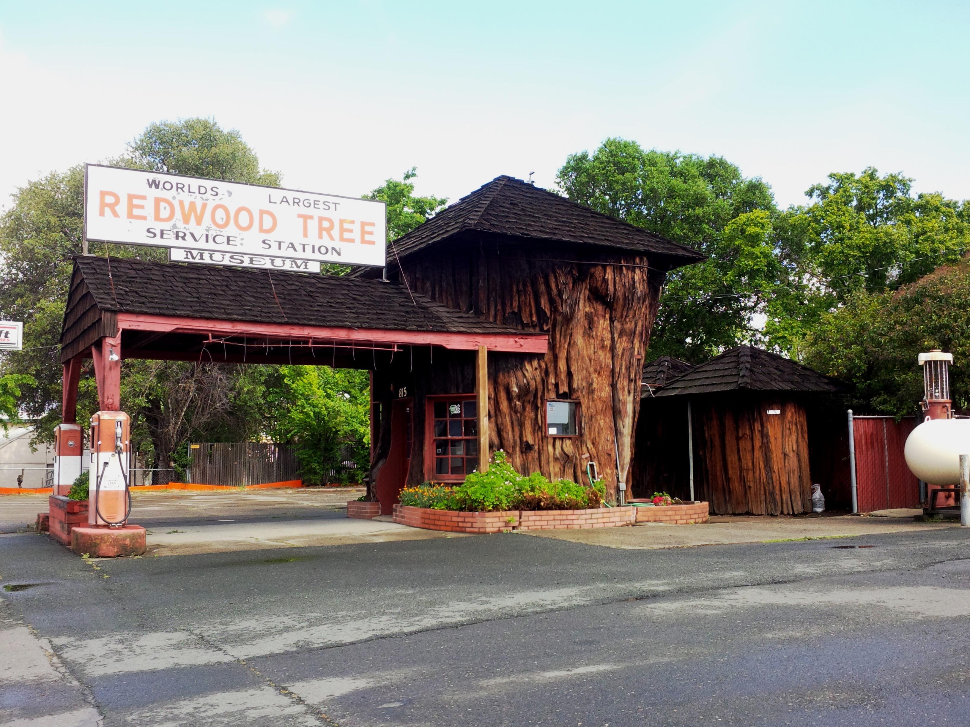 World's Largest Redwood Tree Service Station