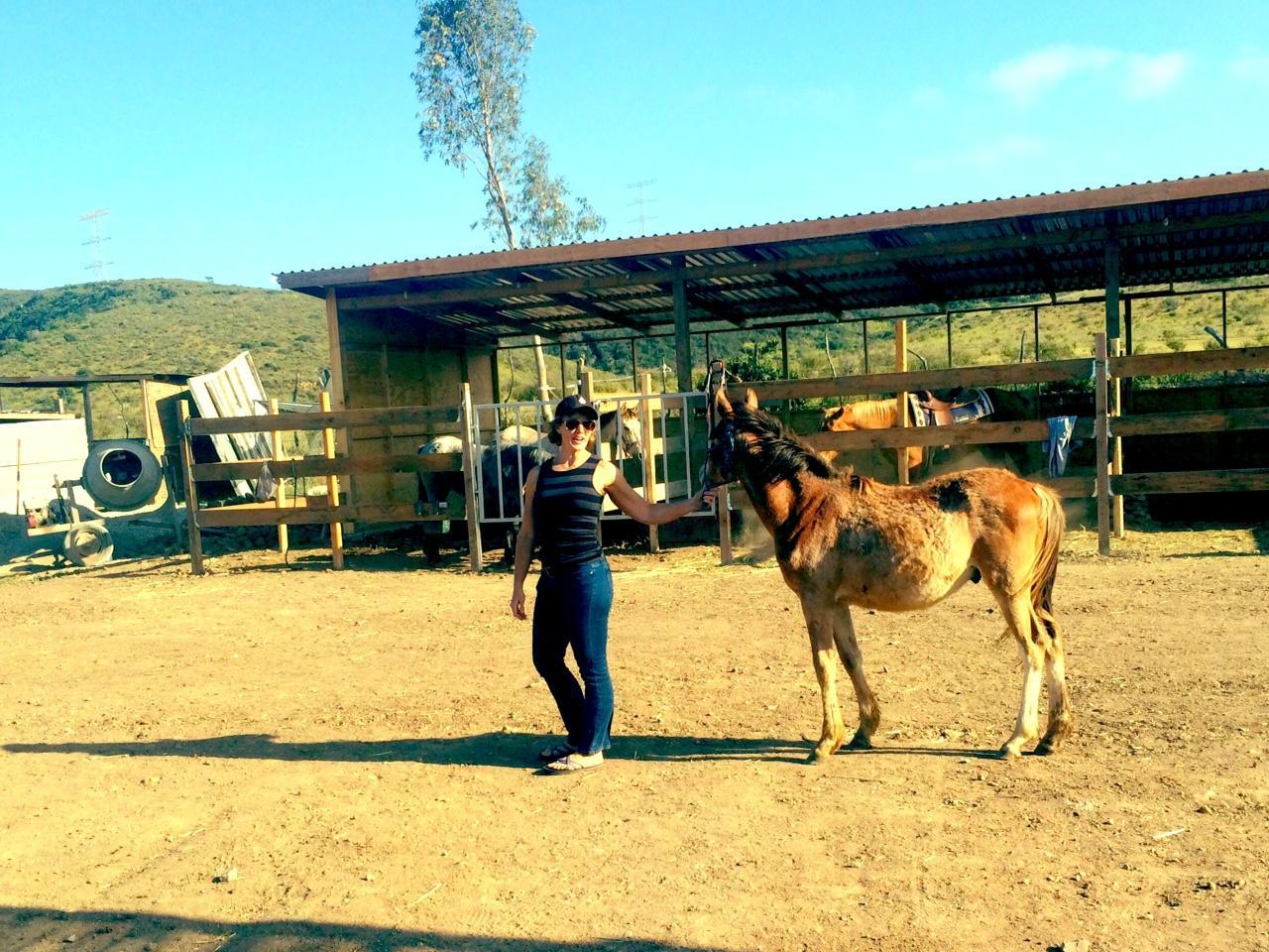 All the Pretty Horses of Baja - Rescue and Rides