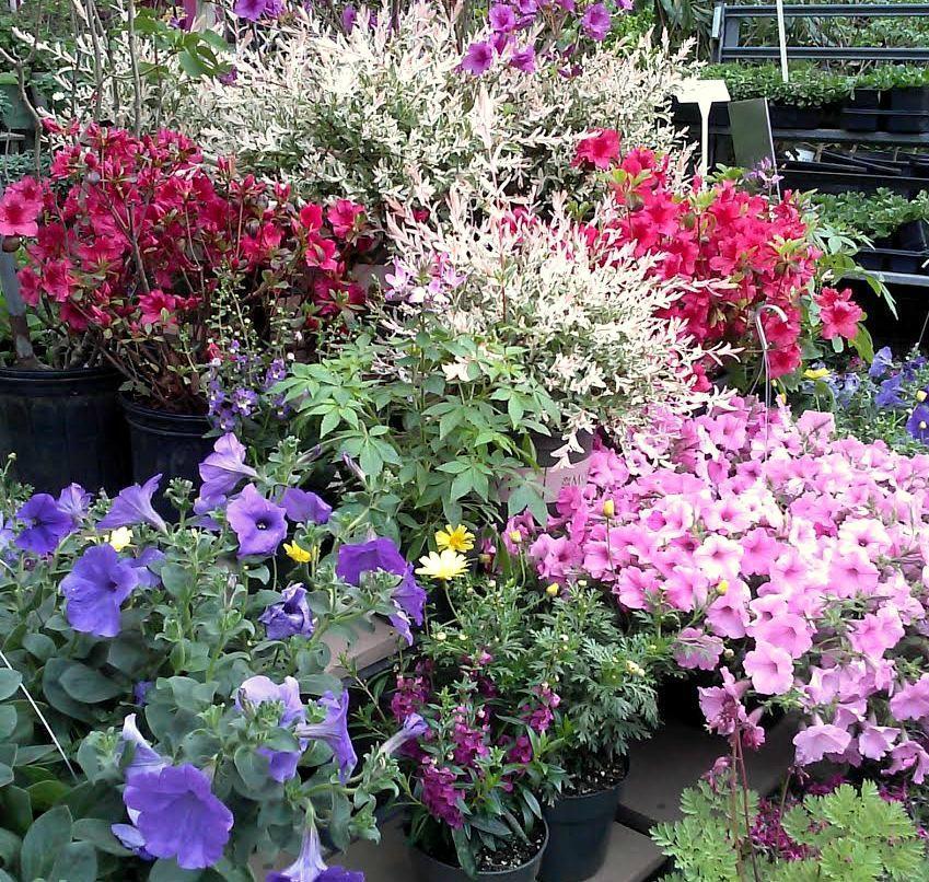 Grandfather Mountain Nursery Garden Center And Landscaping