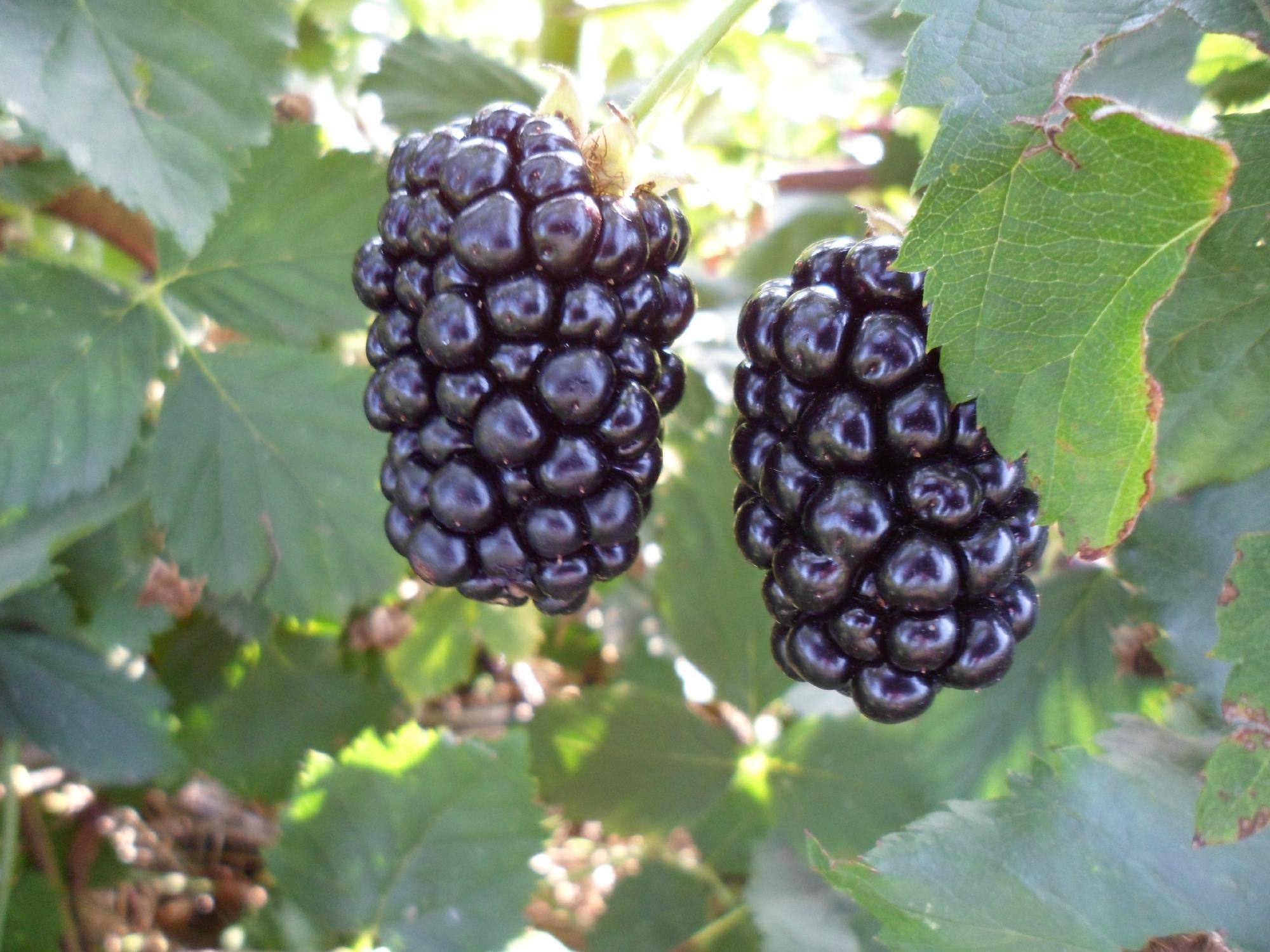 Cox Berry Farm & Nursery