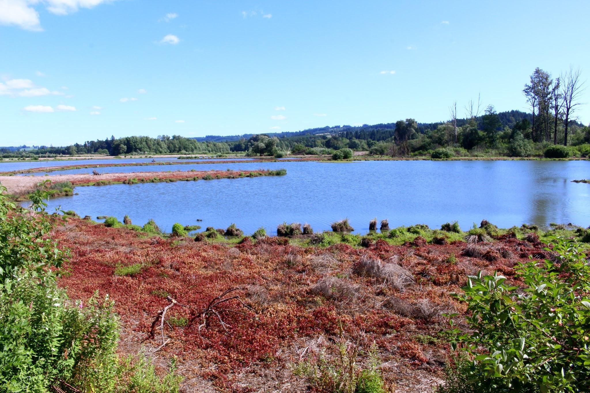 Fernhill Wetlands Park