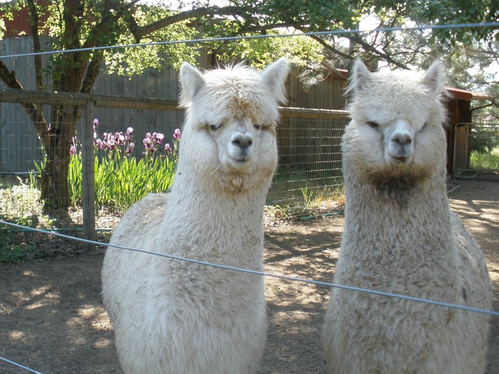 Alpacas at Lone Ranch