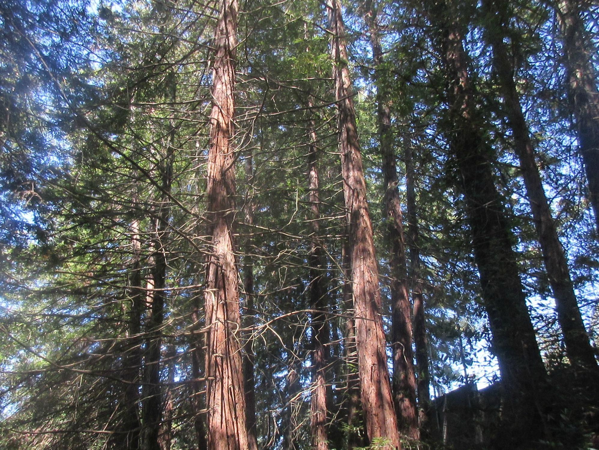 Joaquin Miller Park